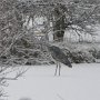 heron in snow